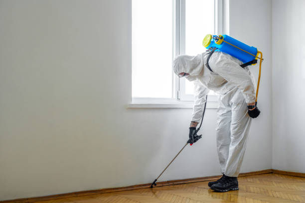 Wasp Removal Services in Wellington, CO